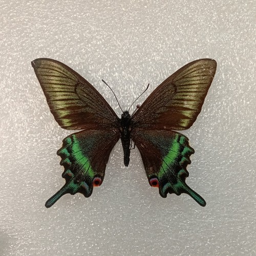 Alpine black swallowtail - alpine,
