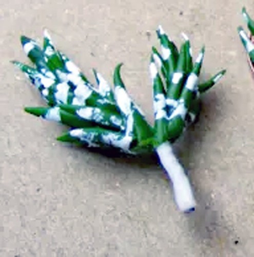 Dolls house single cactus - dolls,
