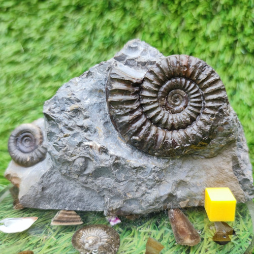 Ammonite fossil duo - , block