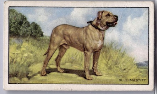 1936 gallaher dogs series - 1936,
