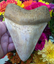 MASSIVE OVER 6 inch MEGALODON