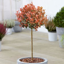 Photinia chico christmas - photinia,