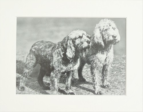 Otter hounds dog print 1930s - dog,