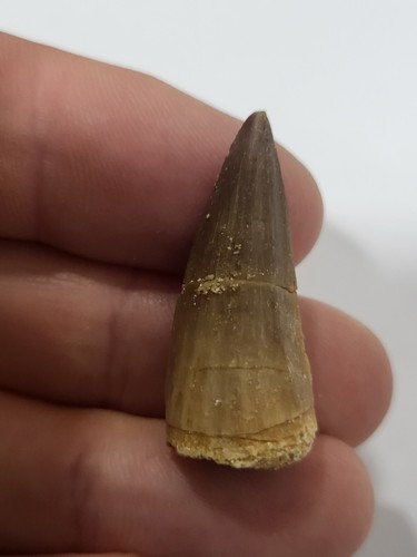 Large moroccan mosasaur tooth - large,