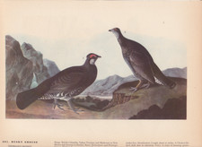 Audubon 1942 Vintage Birds