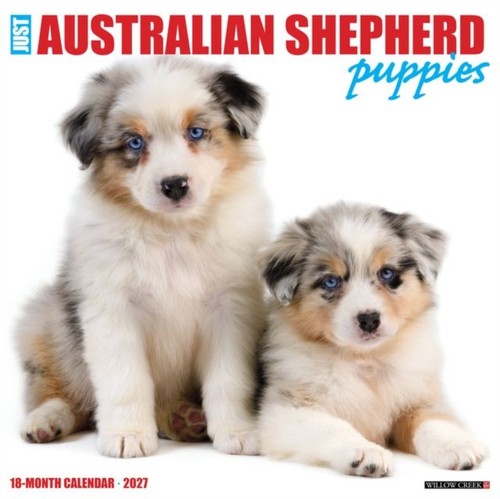 Australian shepherd puppies - shepherd,