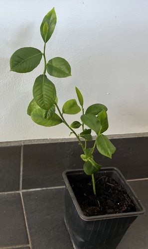 Large lemon tree citrus - large, plant