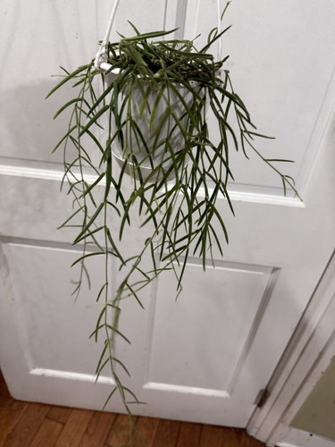 Hoya linearis well - well, rooted