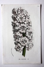 Genuine antique flower print LORD WELLINGTON van Houtte c.1860