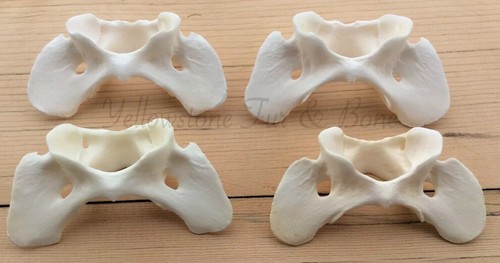 Coyote atlas vertebrae - 4,
