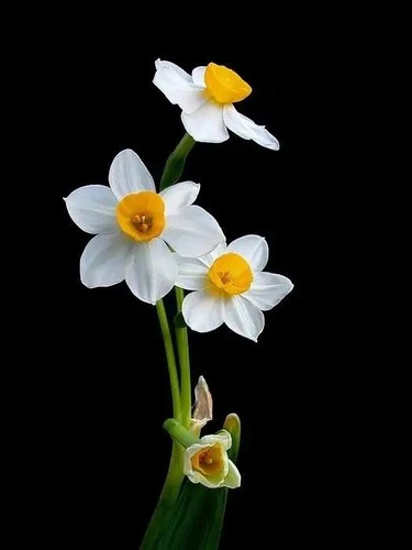 Daffodil petal veiner silicone - petal,