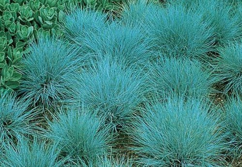 Plug plants blue grass - 4,