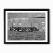 Part Of Shorthorn Cattle Herd