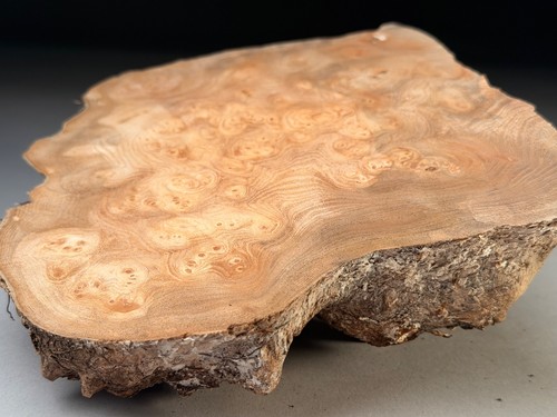 Cap burr elm live - burr,