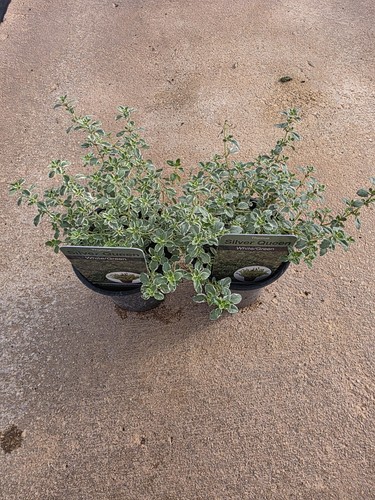 Thyme silver queen - x2,