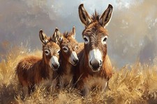 Donkey Animal Canvas Picture