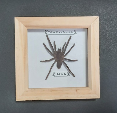 Real framed tarantula from - tarantula,