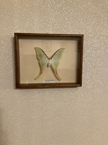 Framed indian moon - indian,