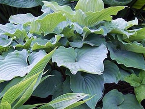 Hosta sky dancer - sky,