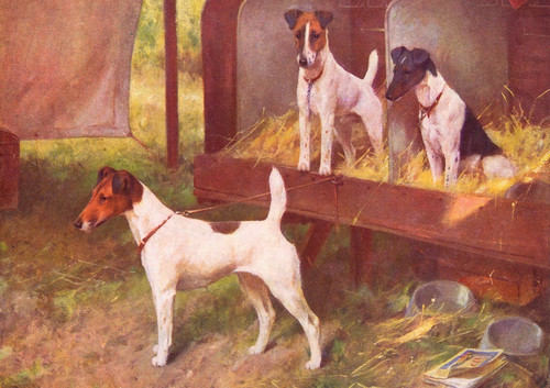 Smooth fox terrier dog - fox,