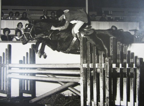 Vintage equestrian horse - equestrian,