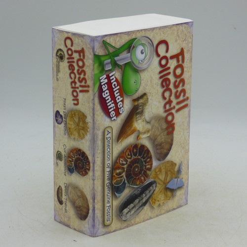 Five real natural fossils gift - five,