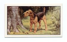 LAKELAND TERRIER GALLAHER 1936 DOGS A SERIES  DOG CIGARETTE CARD #12