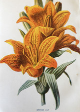 Antique Print C1900s Botanical