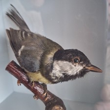 Taxidermy  Vintage great tit