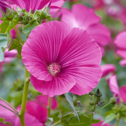 Lavatera ruby red 9cm pot - 'ruby, red'