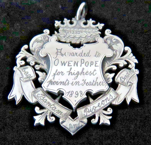 Silver victorian pigeon - victorian,