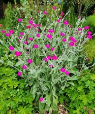 Lychnis Coronaria 🌸 Rose