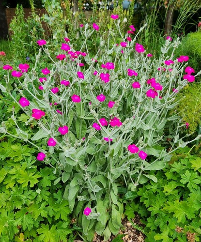 Lychnis coronaria rose - coronaria, 🌸