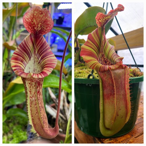 Nepenthes lvbvmv - lvbvmv, sg