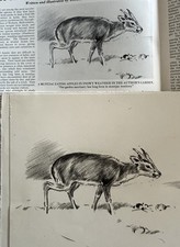 Eileen Alice Soper; Original Pencil Sketch (Published - Country Life Magazine)