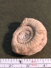 Fossil Ammonite, Jurassic, UK