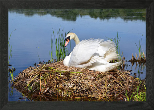 Swan nest framed wall - on,