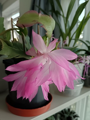 Christmas cactus schlumbergera - cactus,