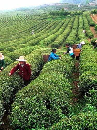 Camellia sinensis tea - camellia, bush