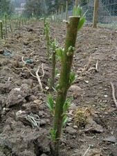 100 Super fast growing hybrid willow cuttings, all fresh cut, easy to grow
