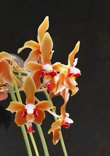 Rare paraphalaenopsis denevei - rare,
