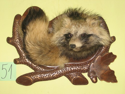 Raccoon dog head taxidermy - dog,