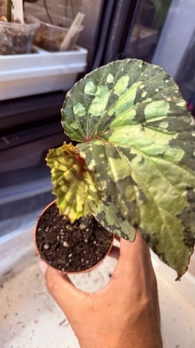 Begonia lucifer houseplant - begonia,
