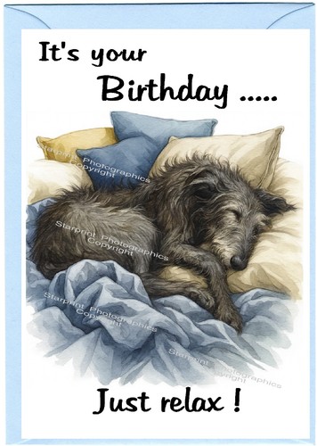 Deerhound lurcher dog - lurcher,