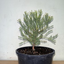 Giant sequoia sequoiadendron - sequoia,