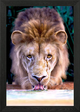 Lion Framed Wall Art Poster