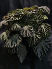 Begonia Silver Jewel Rooted