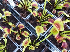 Carnivorous Plant - Venus Fly Trap - Dionaea Muscipula - IS Clone 25
