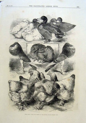 Fowls ducks pigeons - ducks, poultry