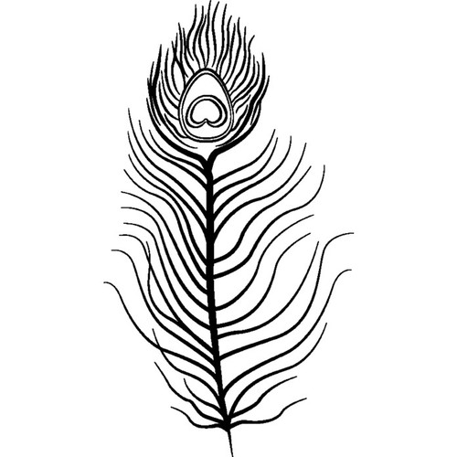 Peacock feather unmounted - 'peacock,